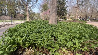 Extension Notebook: Grow successful made-in-the-shade gardens