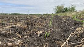 Indiana crop progress for week ending May 18