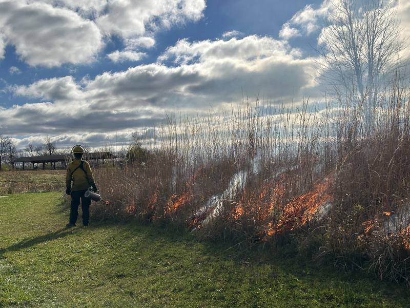 A Forest Preserve District Will County worker watches as fire burns through prairie grass during a controlled burn. Photo provided by Forest Preserve District Will County