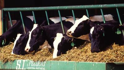 HPAI testing no longer required for dairy cattle shipments from Indiana