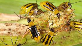 Evolution of rootworm, corn borer protection