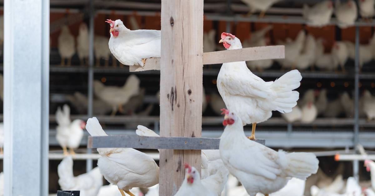 Meet Kipster A new type of farm featuring carbonneutral eggs AgriNews