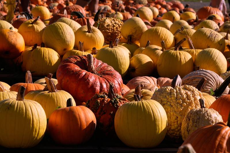 Pumpkins sit at the Tougas Family Farm in central Massachusetts.