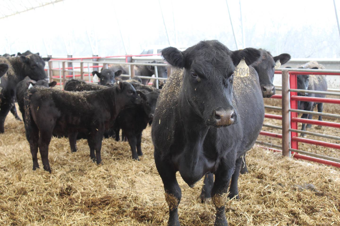 Cows calve in hoop barns at TWG Ranch. The calf alley on the backside of the building provides a place for the calves to go in and lay down, as well as access to creep feed.