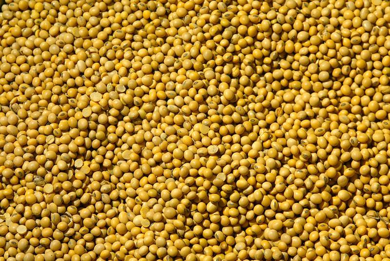 Soybeans sit in a pan for counting at the offices of a broker.