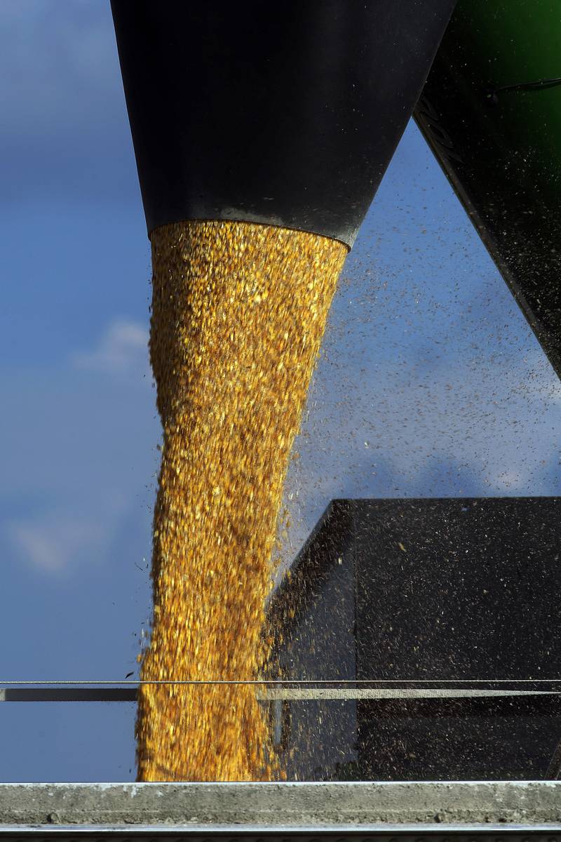 Farmers harvest their corn crops near Loami in central Illinois.
