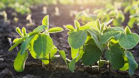 ‘I’ states intend to increase soybean acreage