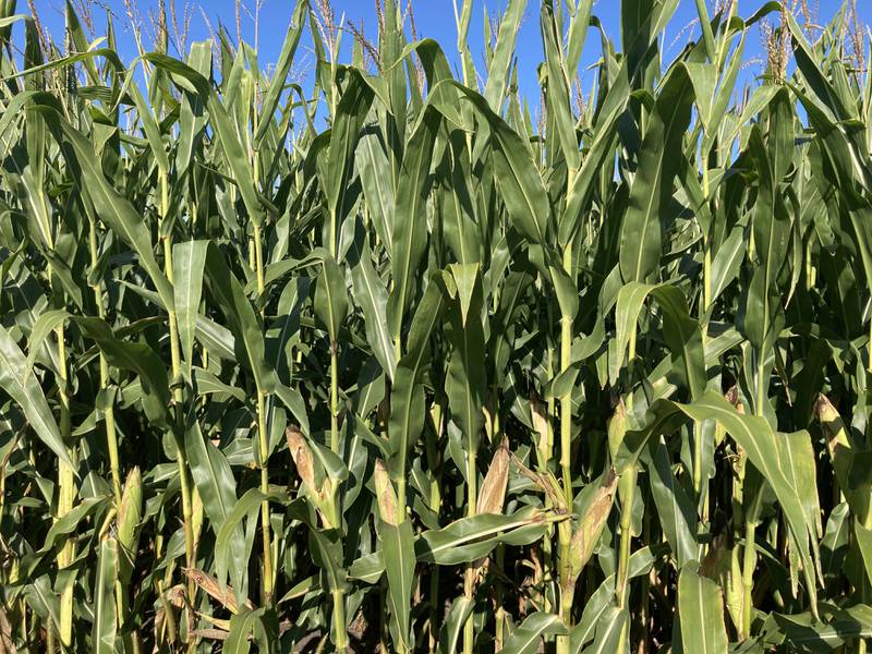 Illinois crop progress for week ending Aug. 24, 2025.