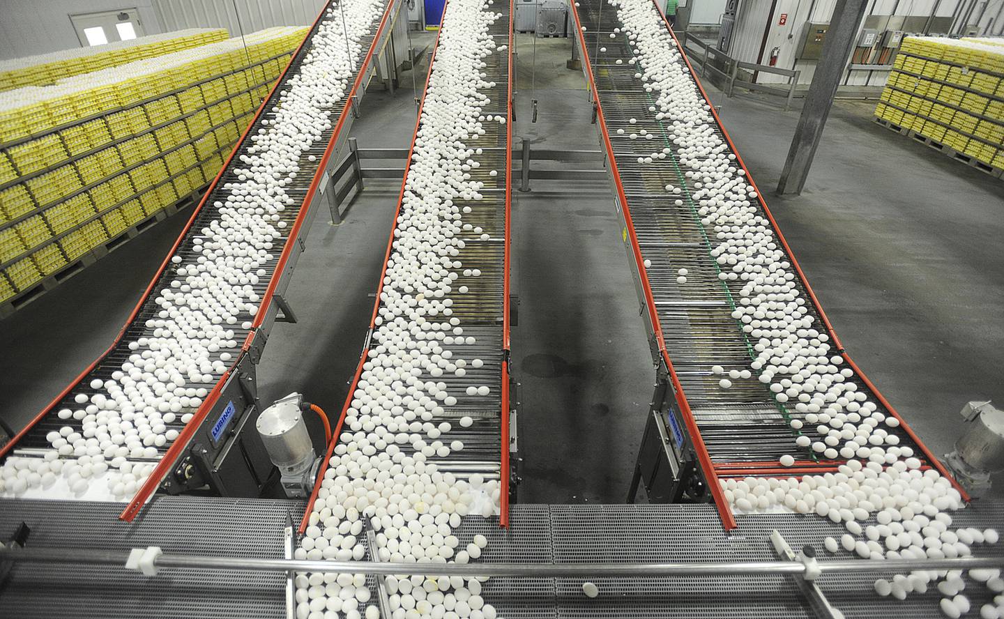 Chicken eggs are transported by conveyor belt from the production side to the packaging side at a farm in Cortland, Indiana.