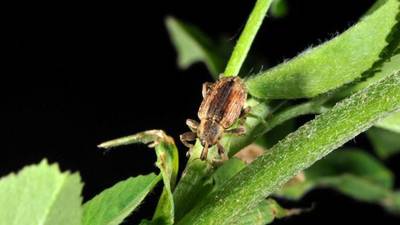 Calendar: Alfalfa weevil control topic of field day