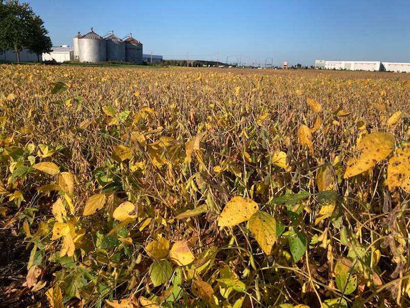 Illinois crop progress AgriNews