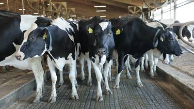 Make smart mastitis treatment decisions without sacrificing cow health