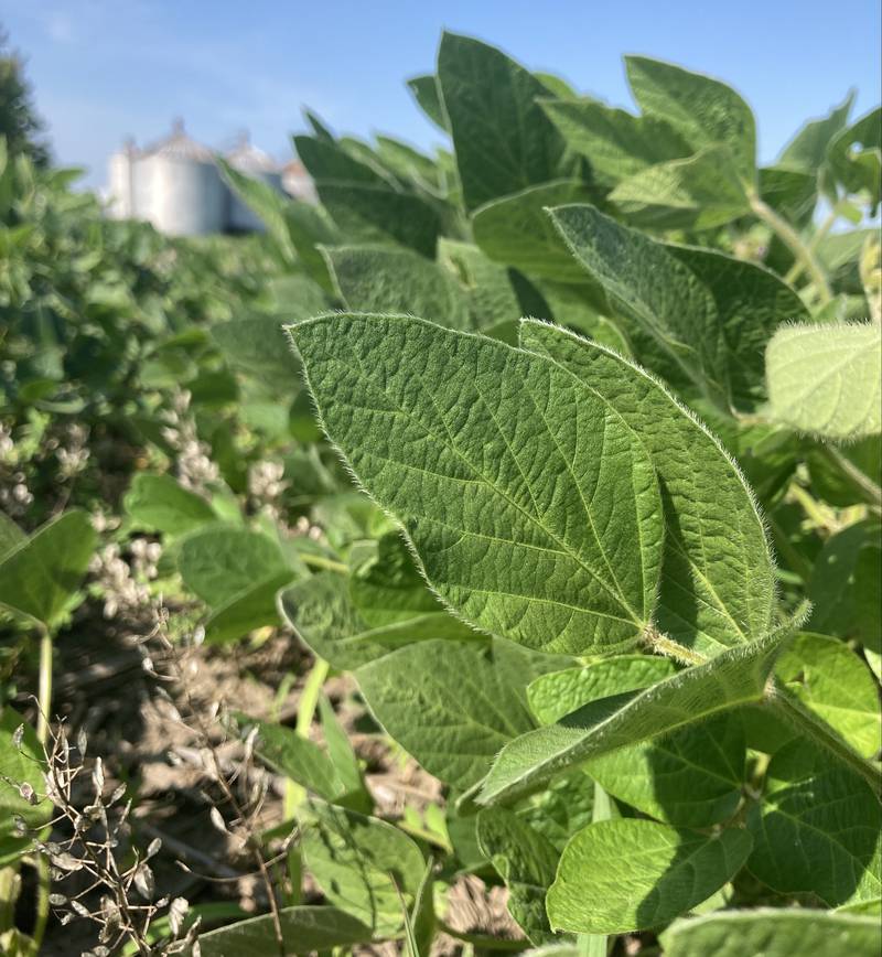 Illinois crop progress.
