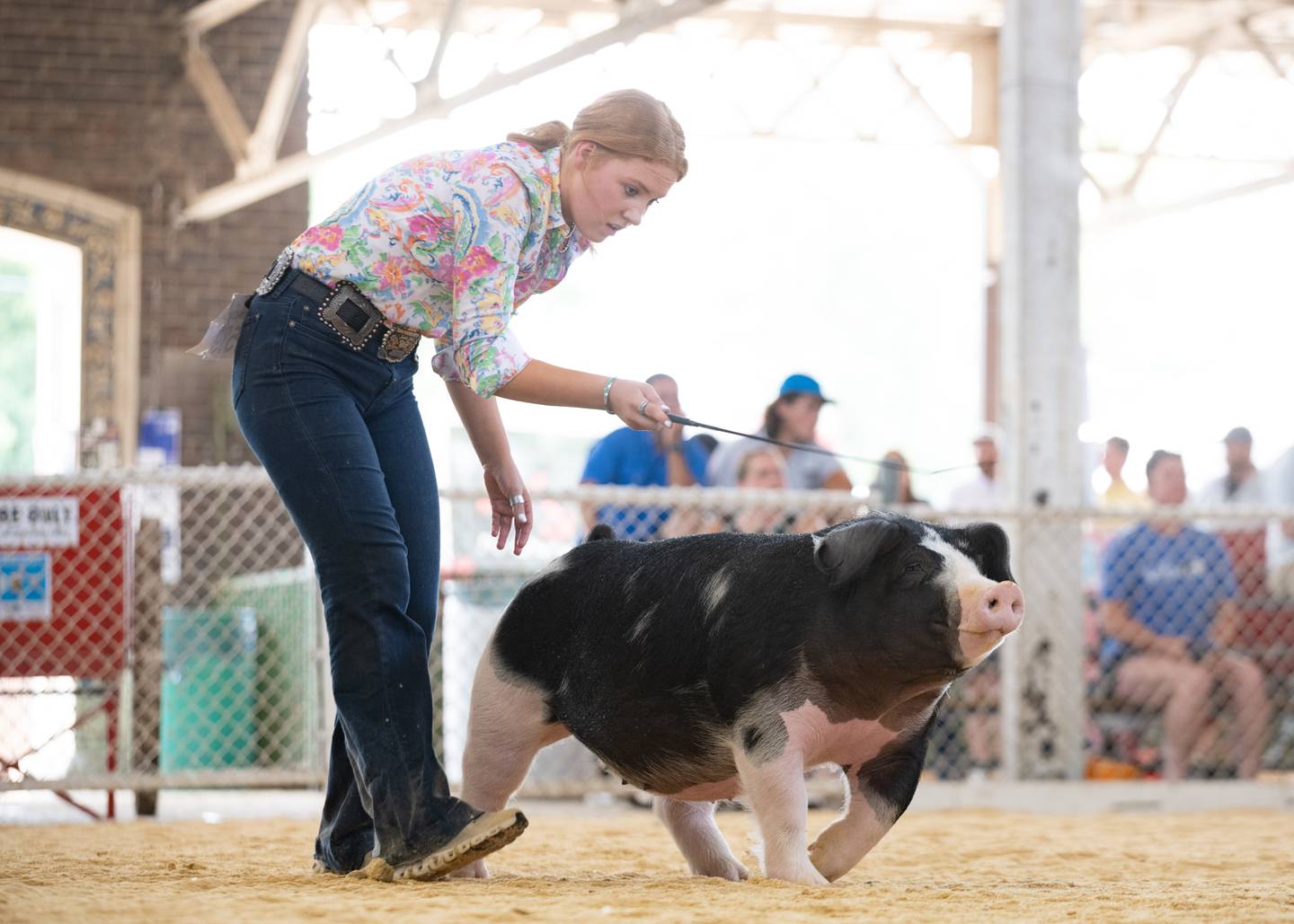 Hannah Miller owns a swine breeding operation, focusing mostly on raising Spots and Tamworths. She shows gilts and barrows at shows across the country.