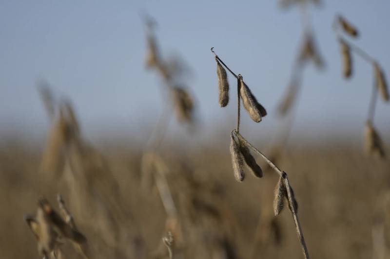 Soybeans before harvesting in October 2023 at a farm near Allerton, Illinois.