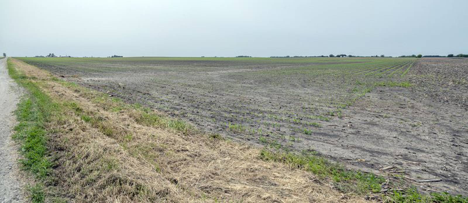 Illinois farmland prices remain steady AgriNews