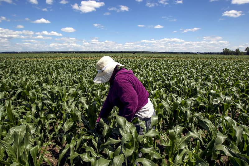 A farmworker removes tillers from sweet corn plants while working on a farm.