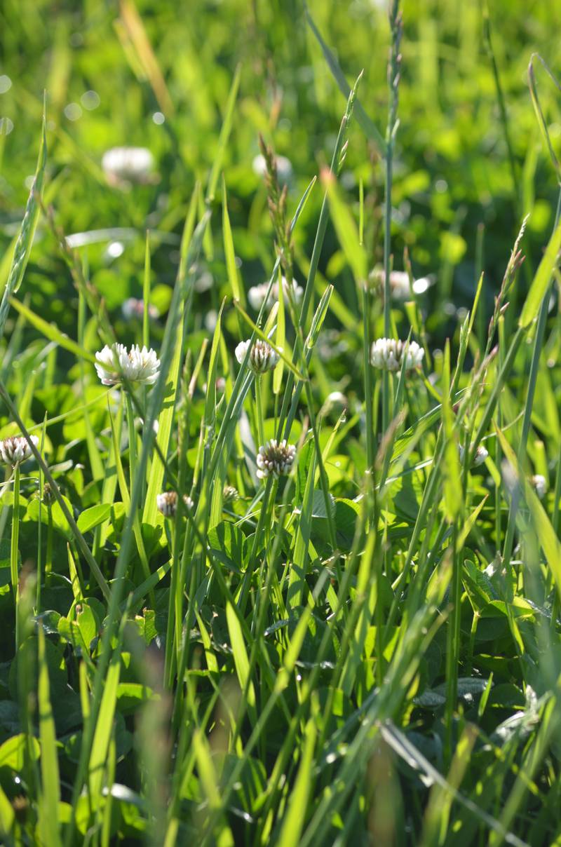 White clover improves both grazing quality and quantity and enhances soil fertility through nitrogen fixation.