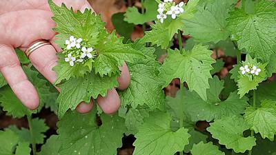 Calendar: Help pull invasive garlic mustard 