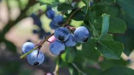 The Zipline: The battle for U.S. seasonal produce