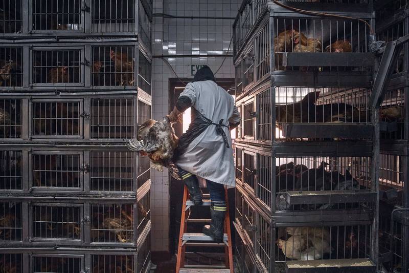 A worker grabs a chicken to slaughter inside a poultry store in New York.