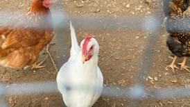 Quinlan: Count your chickens