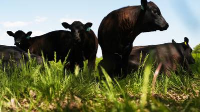 Before letting livestock loose, assess if pastures are truly ready