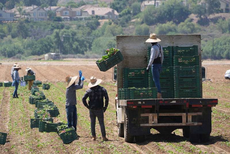 Farmworkers gather produce on in Moorpark, California.