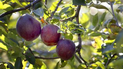 Calendar: Selecting apples for specific uses
