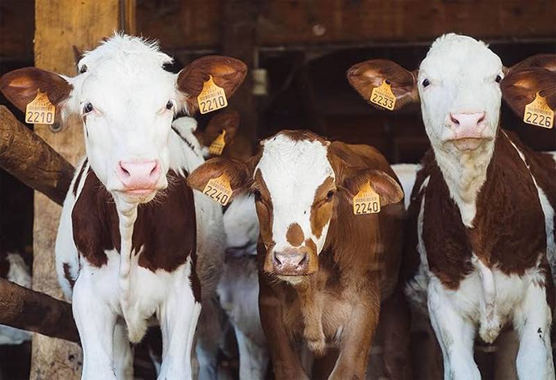 There will be two Certified Livestock Manager Training options for this year: seven in-person workshops and an online training, which will provide Illinois livestock producers the manure management training they need to meet the requirements of the state’s Livestock Management Facilities Act.