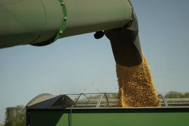 Harvested corn grain is dumped into a grain wagon in October 2023 at a farm near Allerton, Illinois.