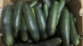 Untreated water tied to salmonella outbreak in cucumbers that sickened 450 people in U.S.