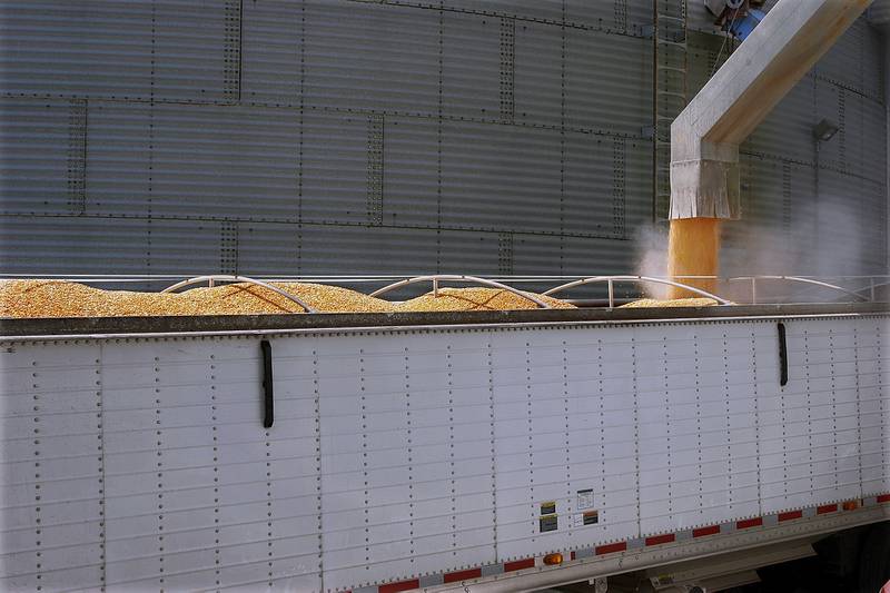 Farmers begin moving leftover grain around in preparation for the corn and soybean harvest near Pleasant Plains, Illinois.