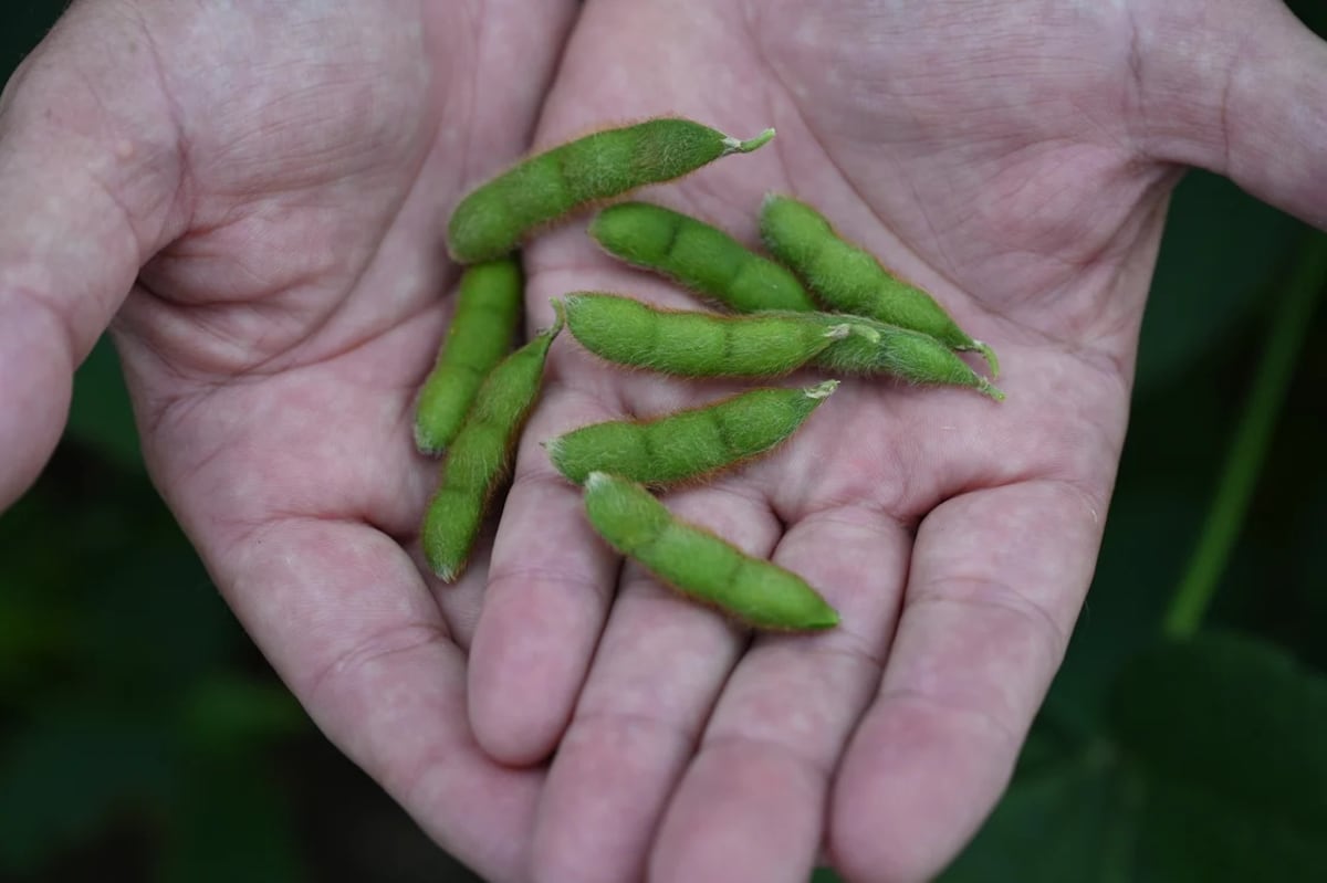 New dietary guidelines reinforce soy’s role in healthy diets