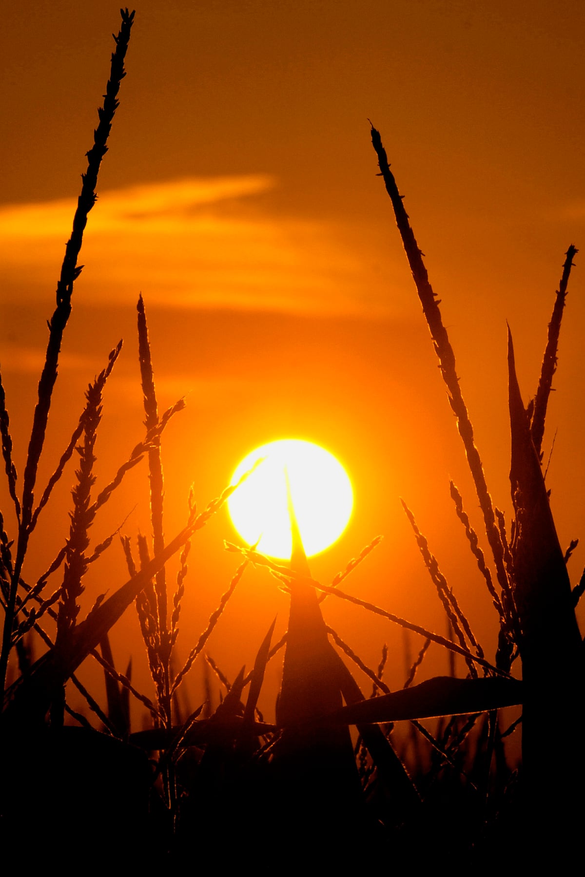 2026 Indiana AgSource Directory