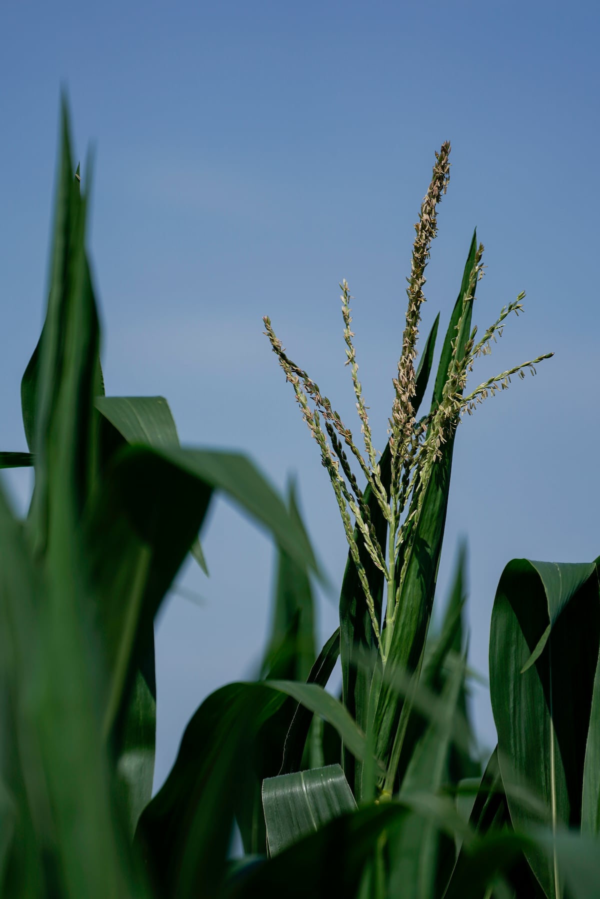 AFBF survey: Majority of U.S. farmers unable to meet fertilizer needs