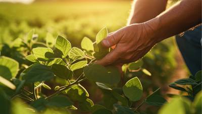 BASF announces EPA approval of Zorina fungicide