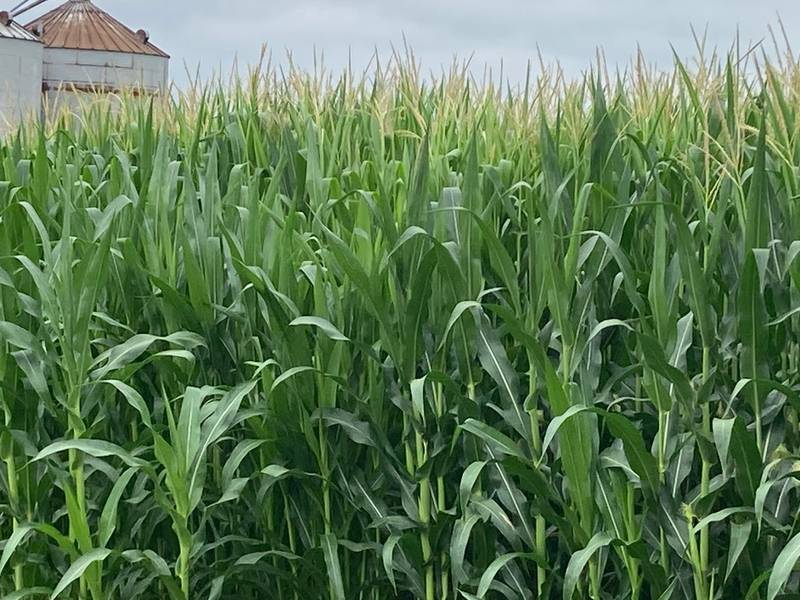 Illinois crop progress for July 25, 2025.