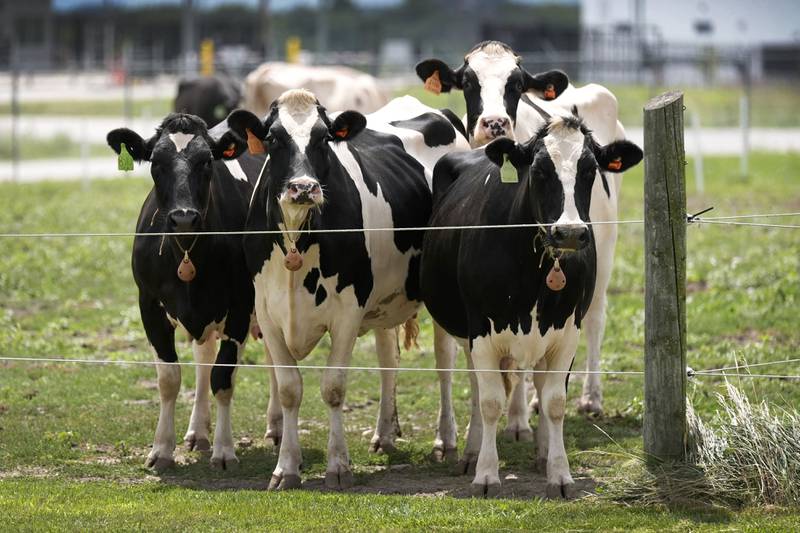 Dairy cows stand in a field outside of a milking barn at the U.S. Department of Agriculture’s National Animal Disease Center research facility in Ames, Iowa.