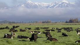 Farmers condemn New Zealand’s proposed tax on animal burps