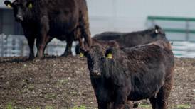 Beef Quality Assurance meetings scheduled