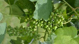 Grape growers face drift, weather challenges