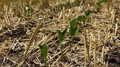 Southern Illinois farmers needed for ISA double-crop research