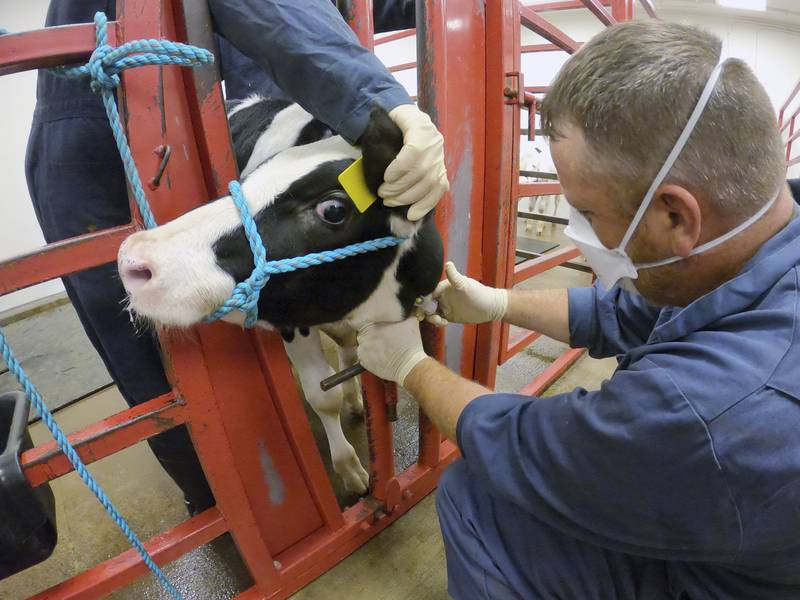 HPAI detections decreasing in dairy herds