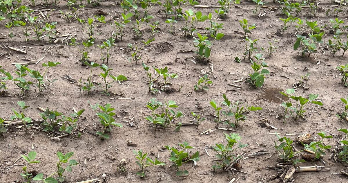 Argentina soybean crop struggling AgriNews