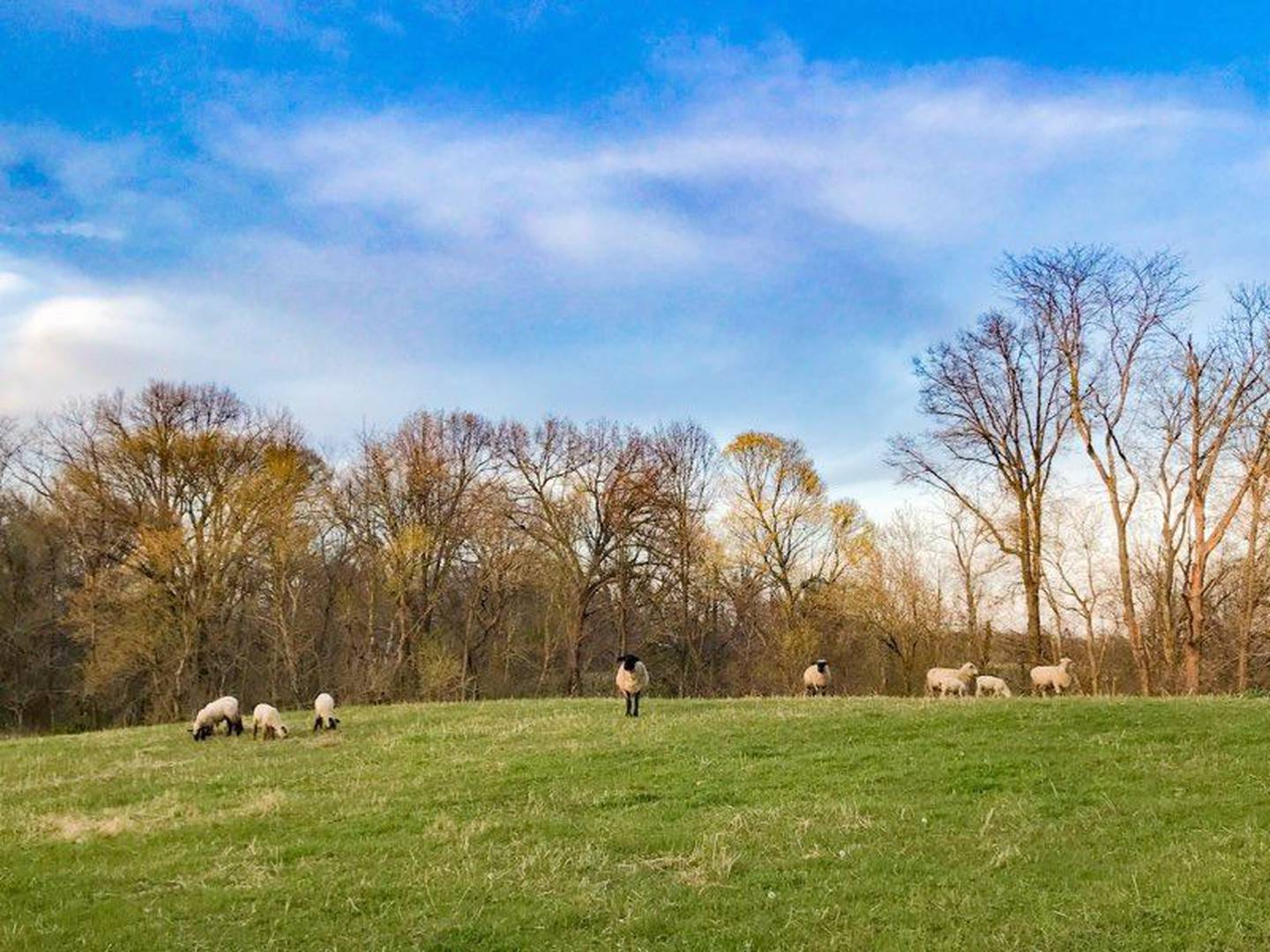 “Baby don’t herd me” — Kenzie Dillow: “Relaxation on the Illinois farm.”