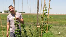 Tips for growing hops 