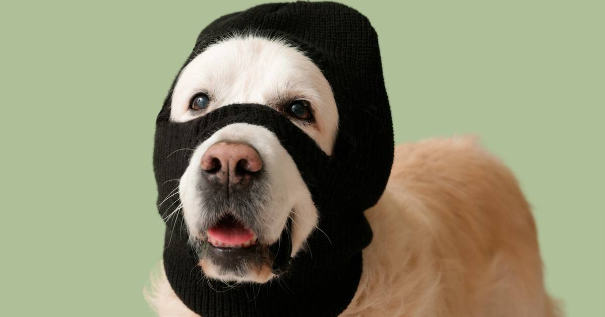 BOAH warns of pet-related scams around the holidays