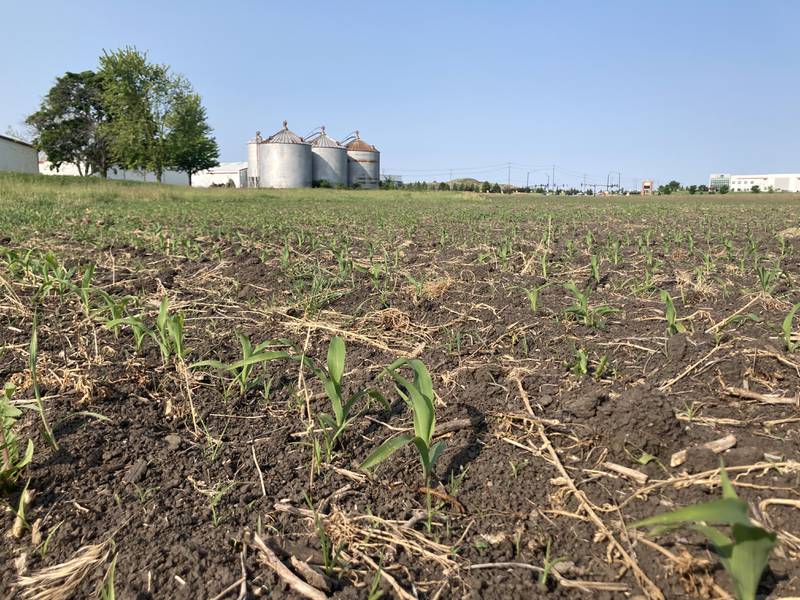 Illinois crop progress for 6/6/25.