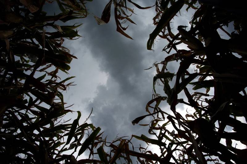 Storm clouds build above a cornfield. A more active weather pattern is expected to develop over northern Illinois in the near term that is likely to produce widespread rainfall, bringing relief to an area that hasn’t seen substantial rain in weeks.